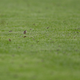 Polillas en el campo de Saint-Denis. Imagen: Frank Augstein / AP